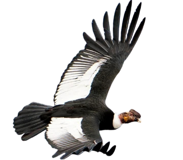 Cóndor
